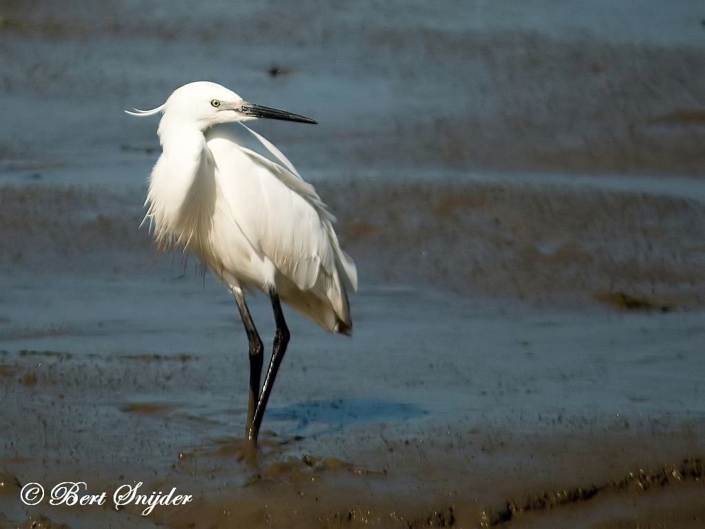 Little Egret Birding Portugal