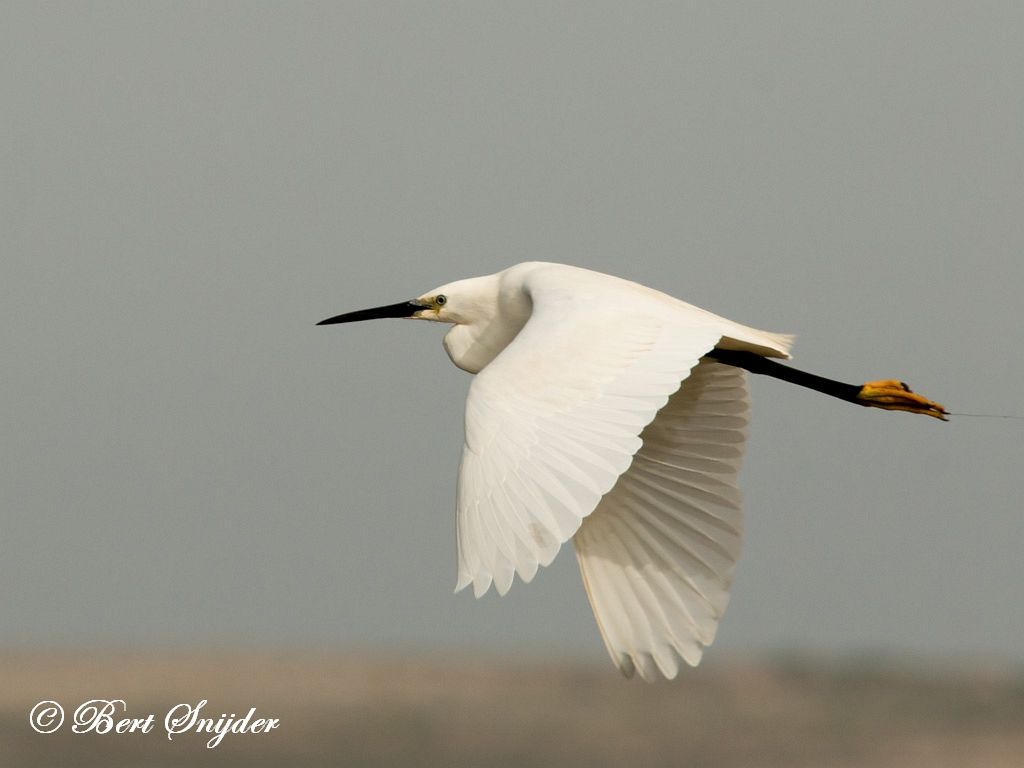 Little Egret Birding Portugal