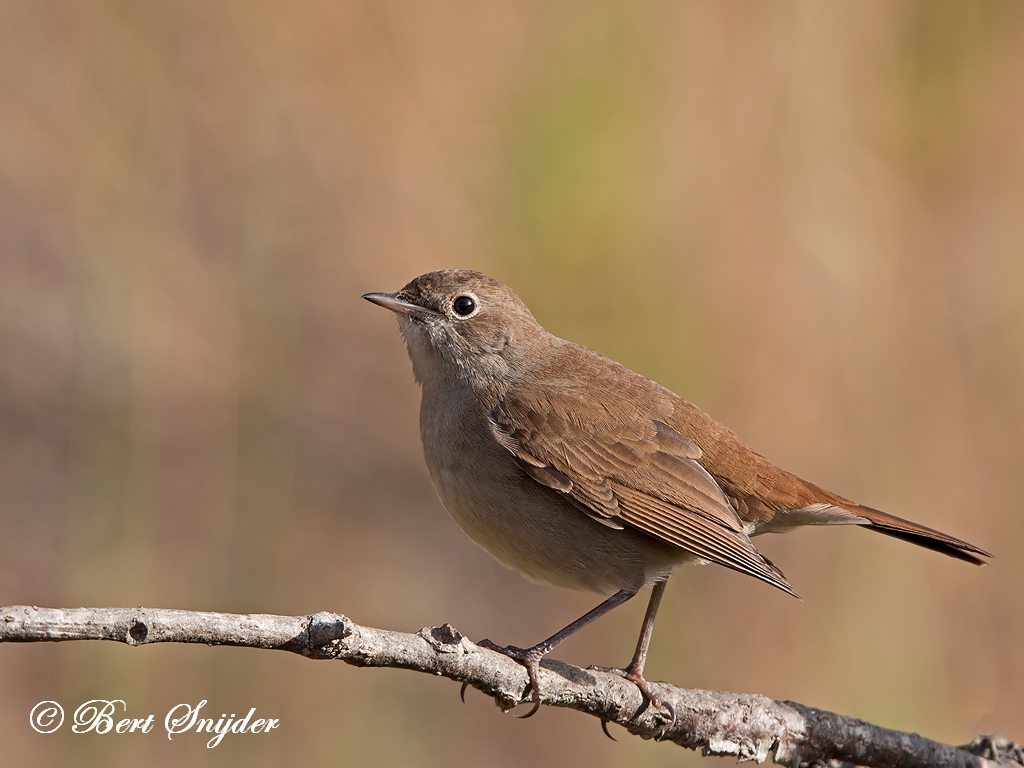 indian nightingale bird