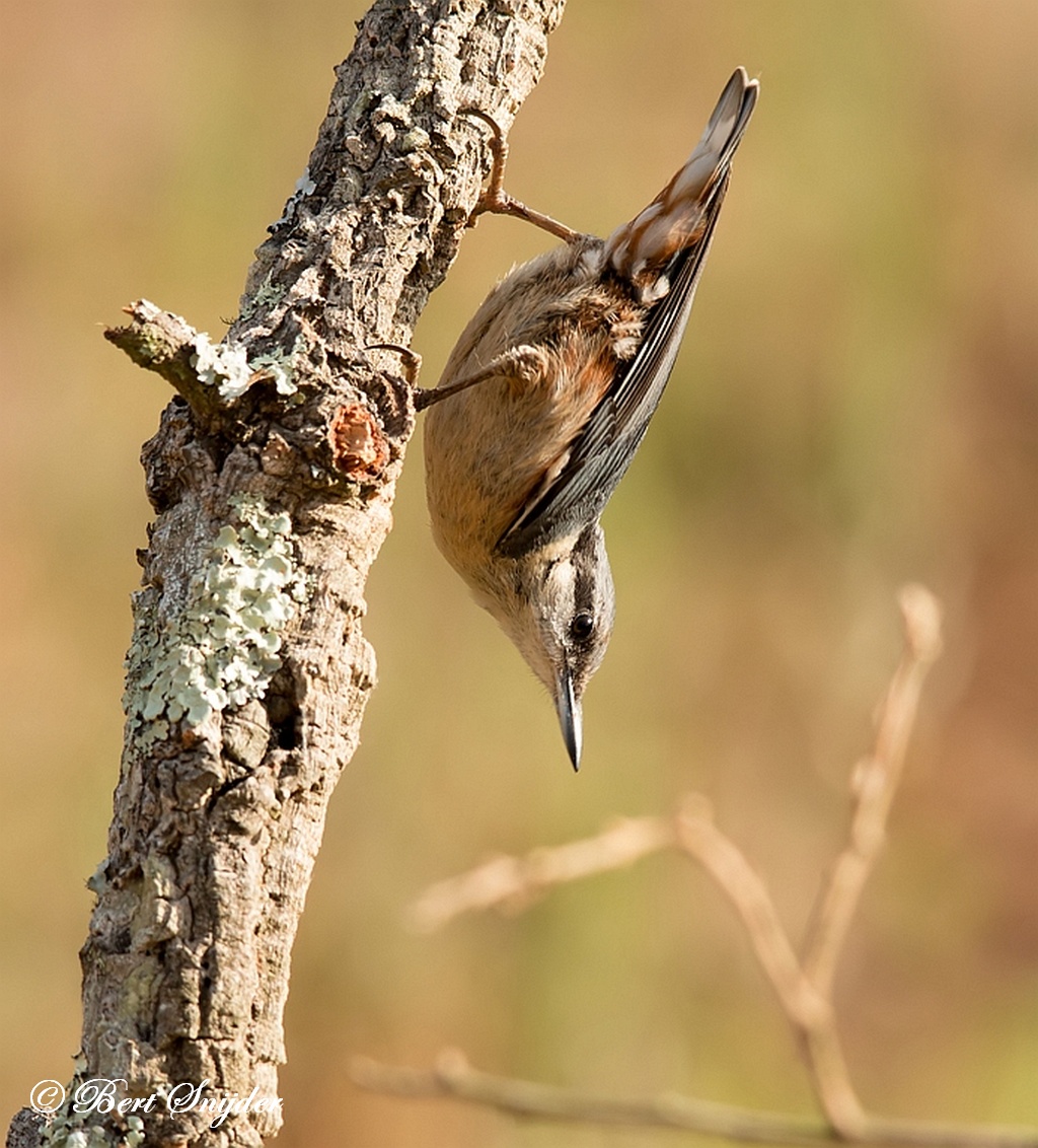 Nuthatch Bird Hide BSP1 Portugal