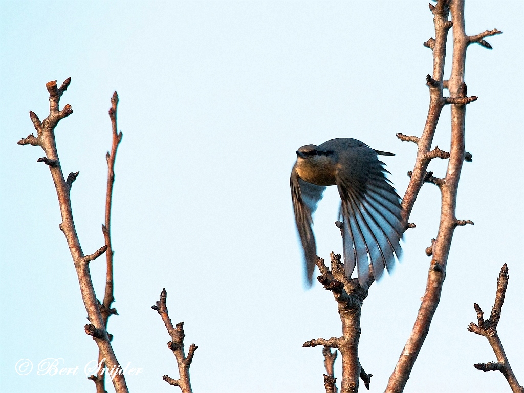 Nuthatch Bird Hide BSP1 Portugal