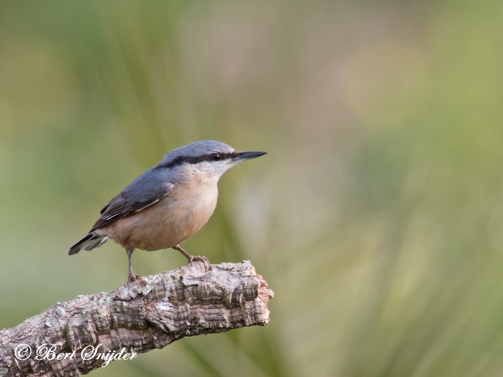 Nuthatch Bird Hide BSP1 Portugal