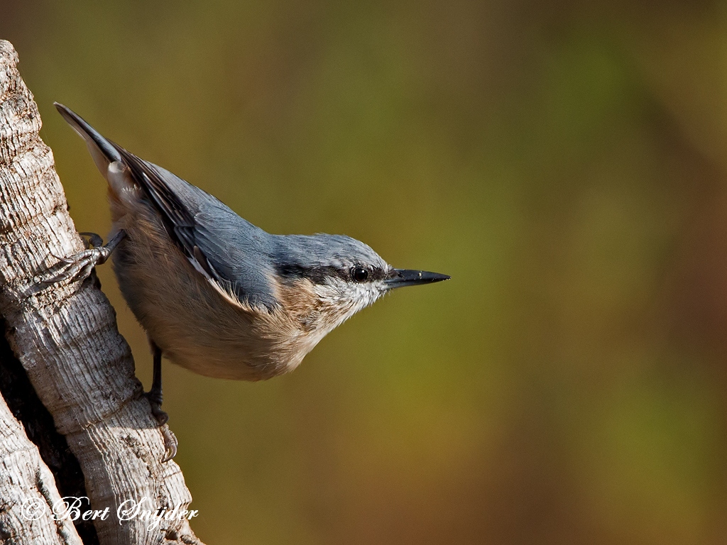 Nuthatch Bird Hide BSP1 Portugal