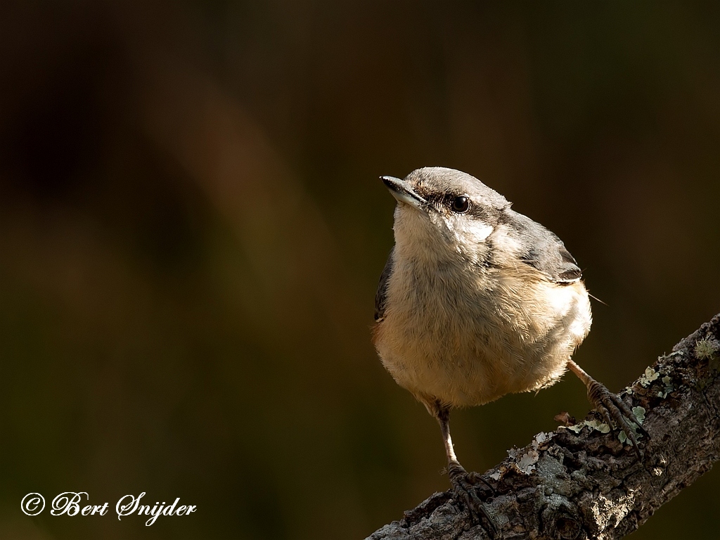 Nuthatch Bird Hide BSP1 Portugal