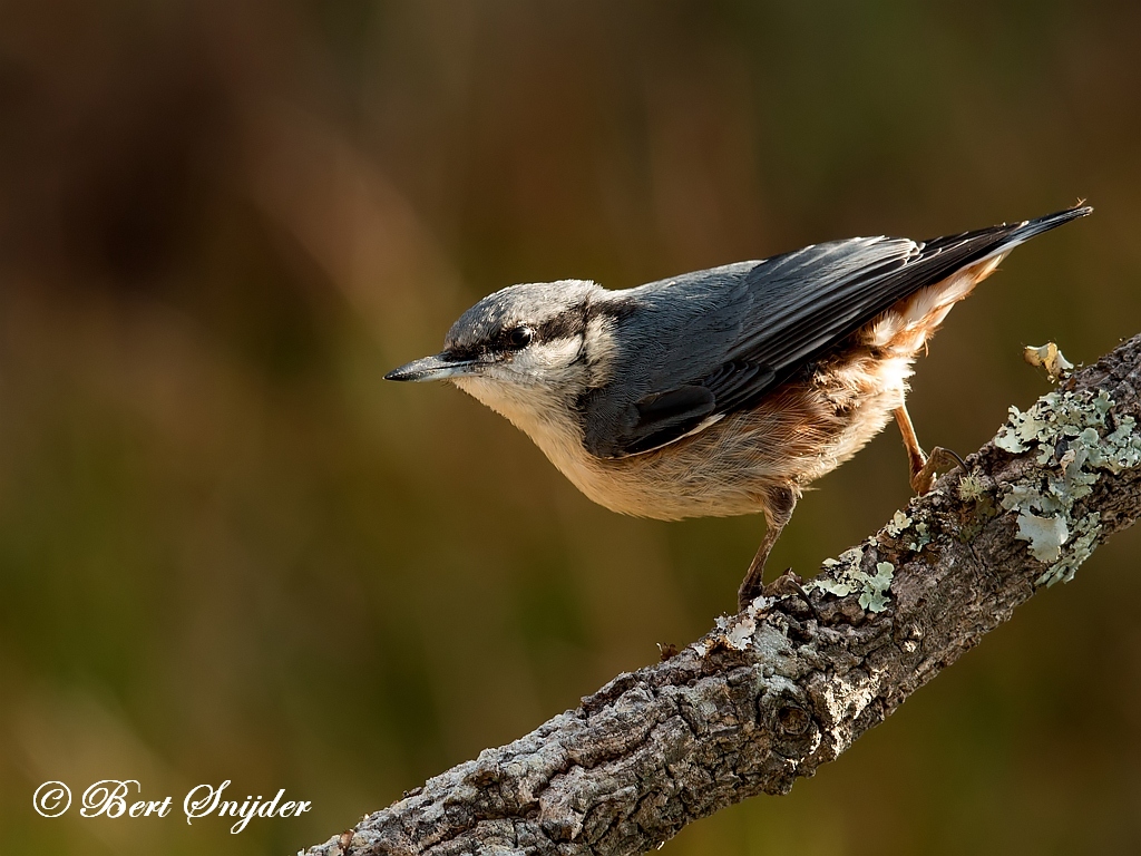 Nuthatch Bird Hide BSP1 Portugal