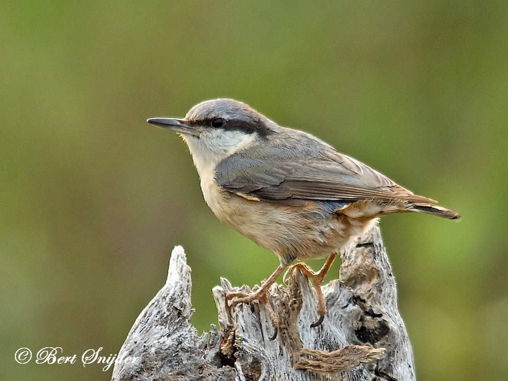 Nuthatch Bird Hide BSP1 Portugal