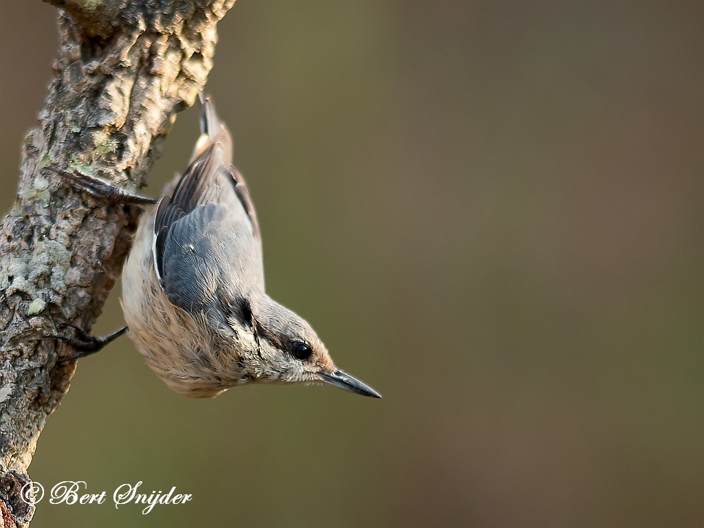 Nuthatch Bird Hide BSP1 Portugal