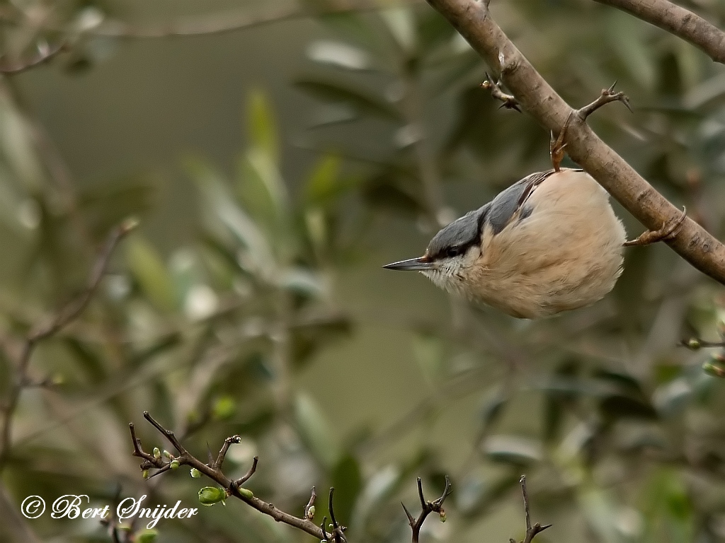 Nuthatch Bird Hide BSP1 Portugal