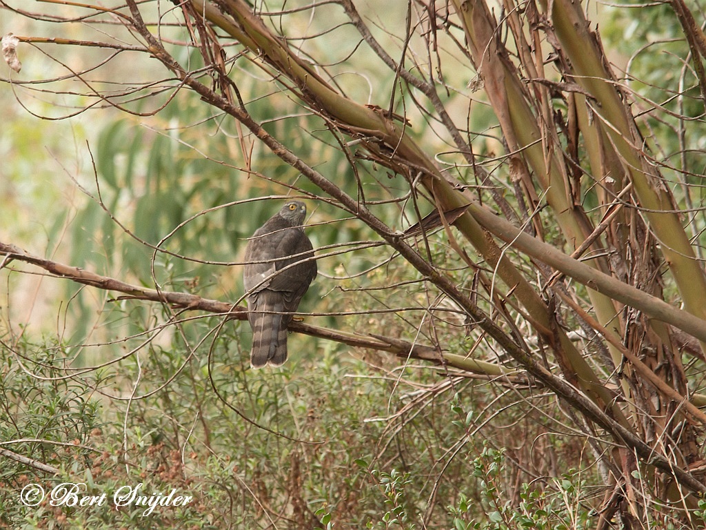 Sparrowhawk Birding Portugal