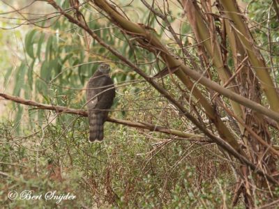 Sparrowhawk Birding Portugal