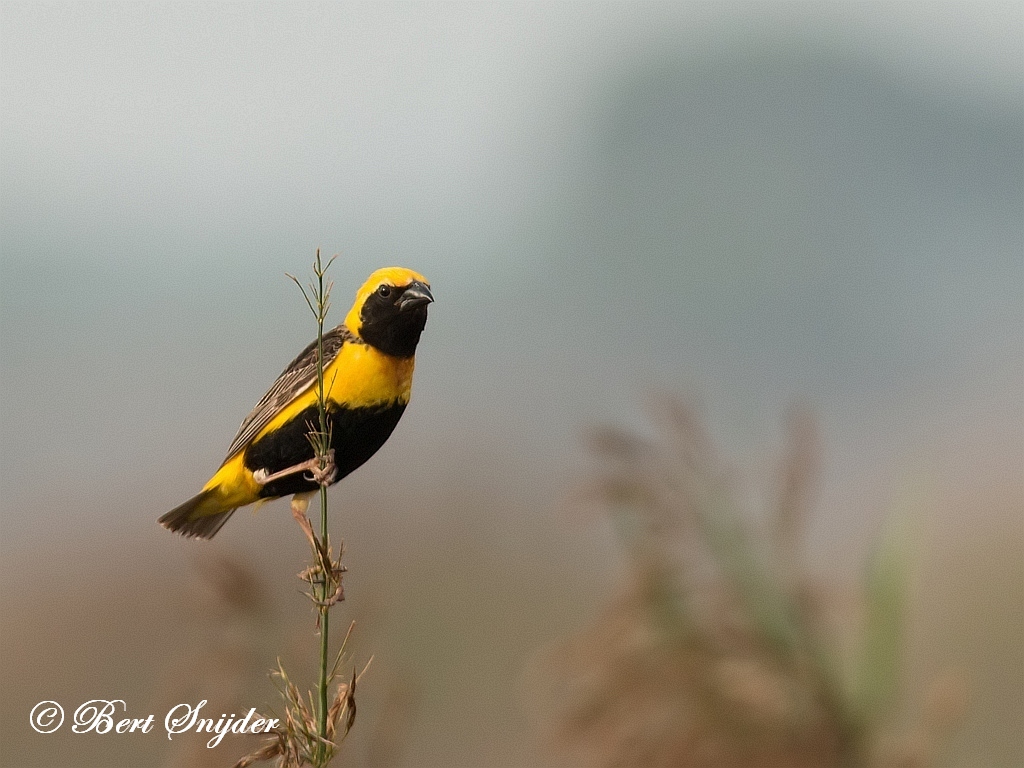 Yellow-crowned Bishop Birding Portugal