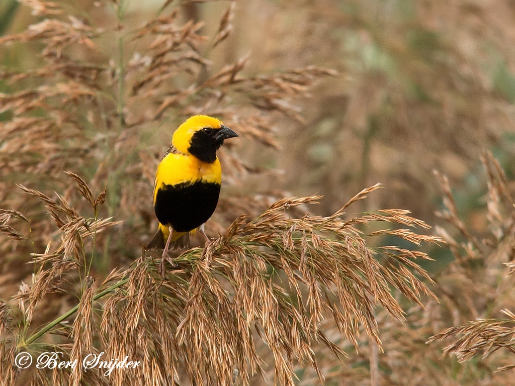 Yellow-crowned Bishop Birding Portugal