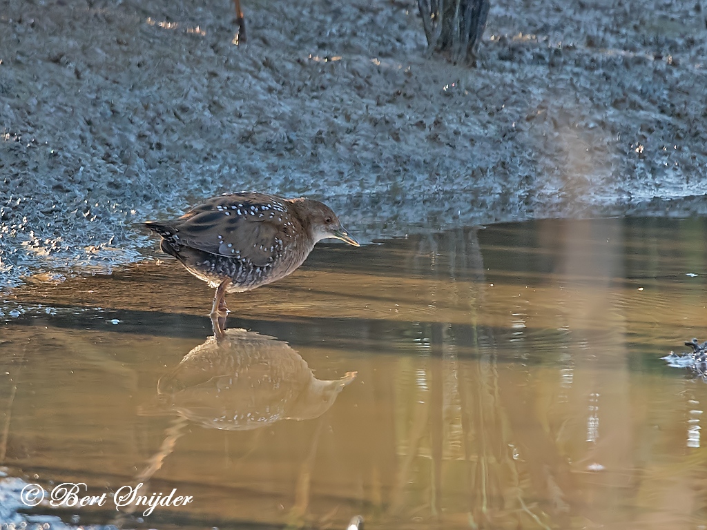 Baillon´s Crake Birding Portugal