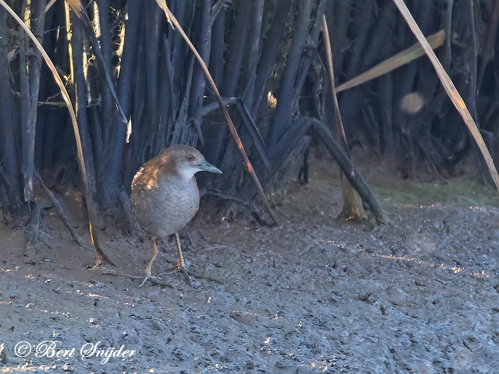 Baillon´s Crake Birding Portugal