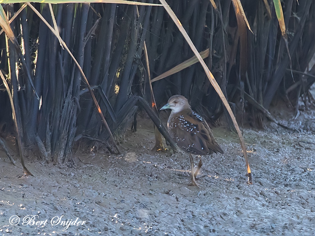 Baillon´s Crake Birding Portugal