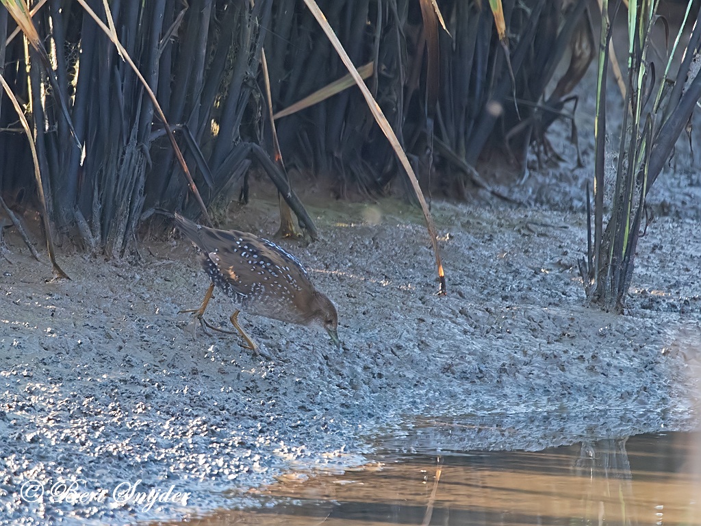 Baillon´s Crake Birding Portugal