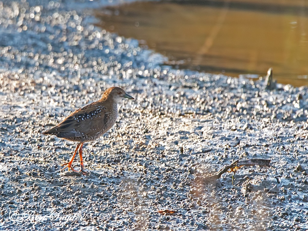 Baillon´s Crake Birding Portugal