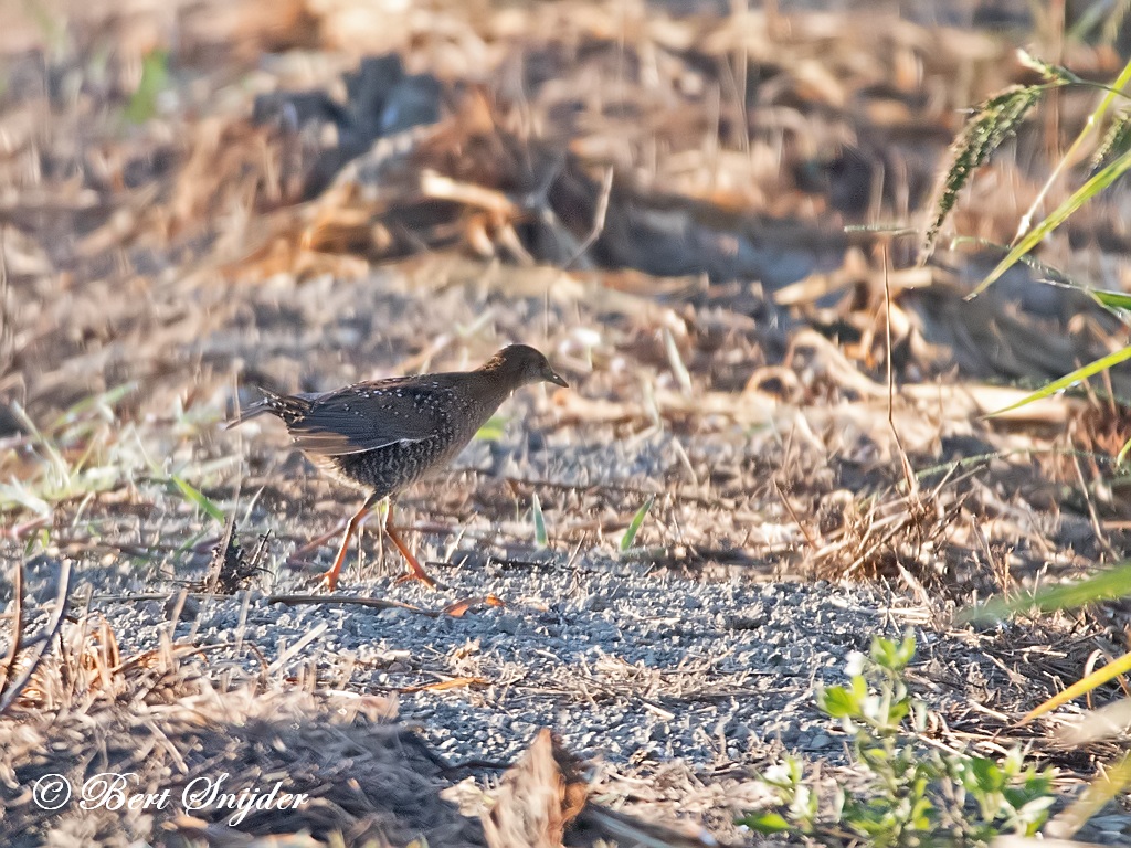 Baillon´s Crake Birding Portugal