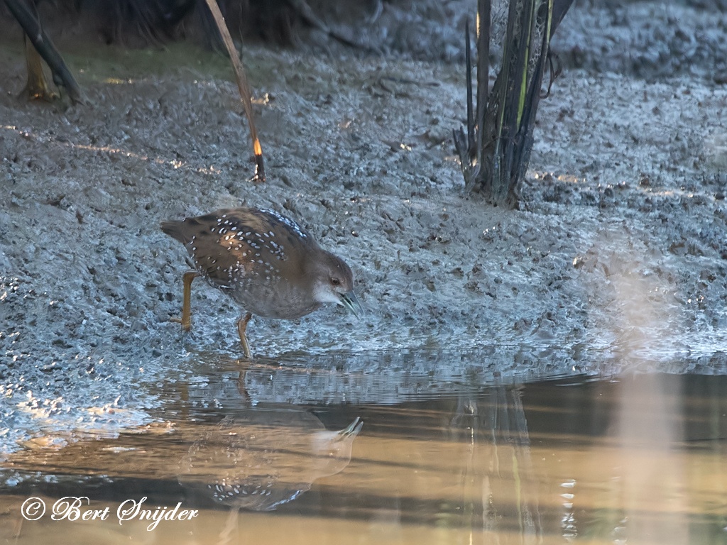 Baillon´s Crake Birding Portugal