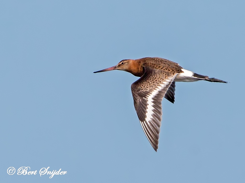 Black-tailed Godwit Birding Portugal