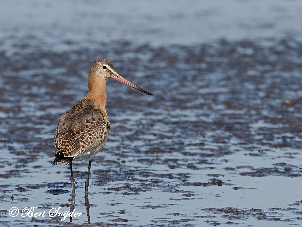 Black-tailed Godwit Birding Portugal