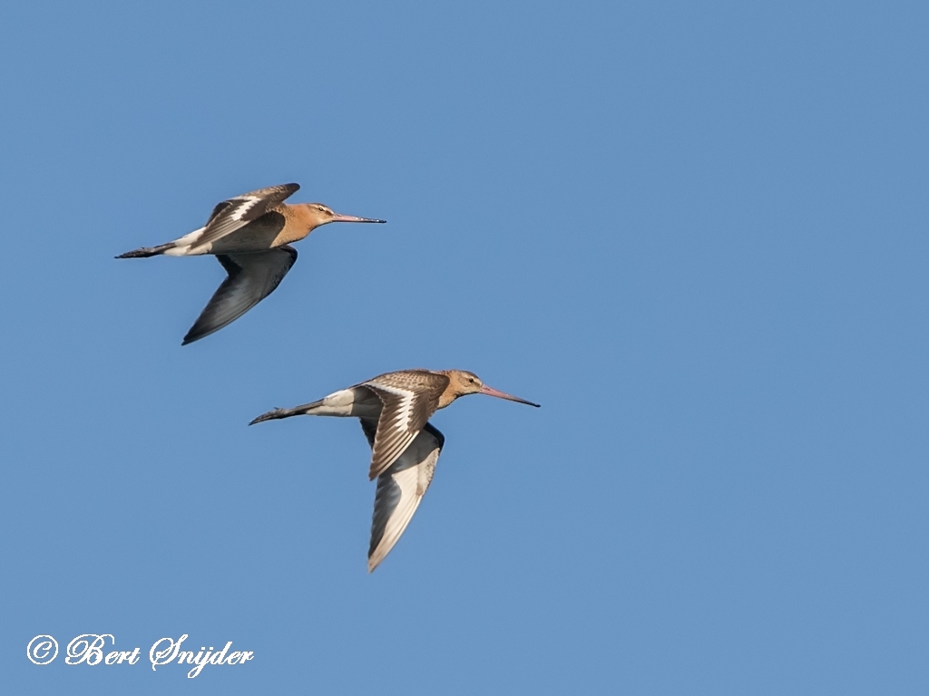 Black-tailed Godwit Birding Portugal