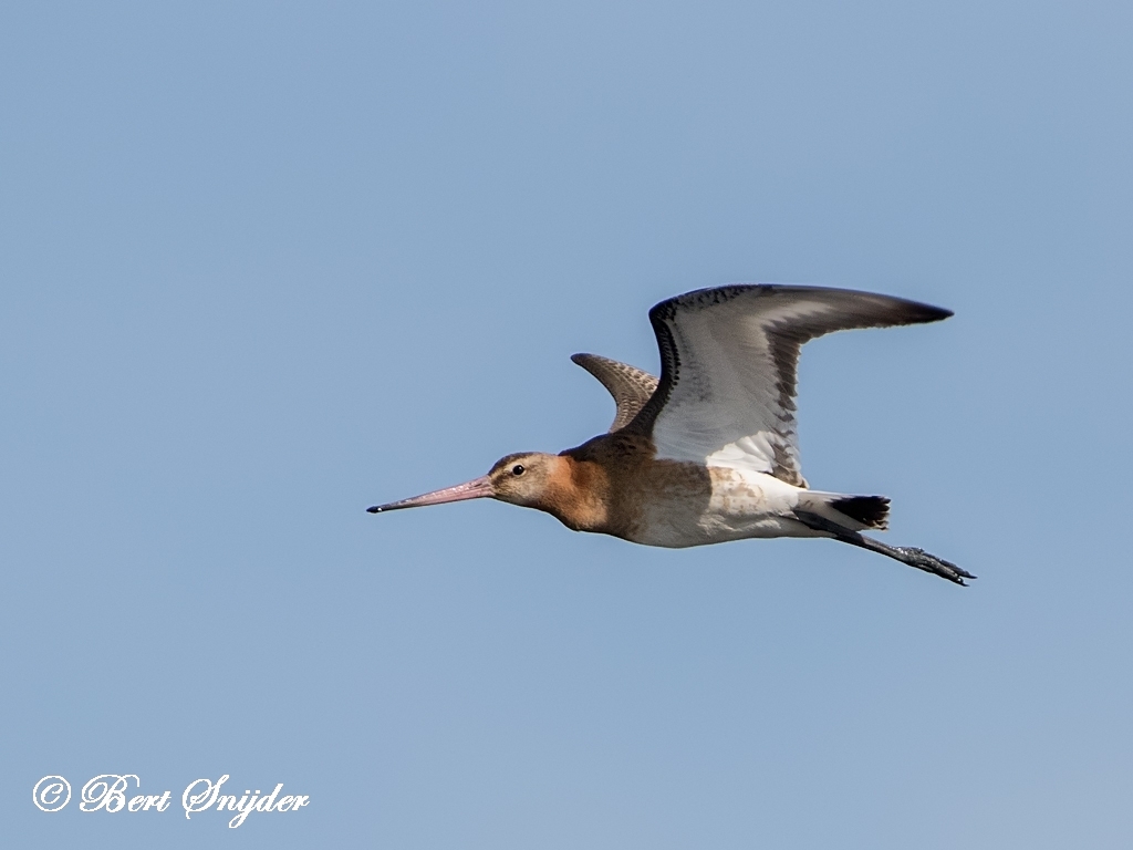 Black-tailed Godwit Birding Portugal