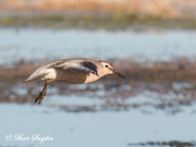 Red Knot Birding Portugal