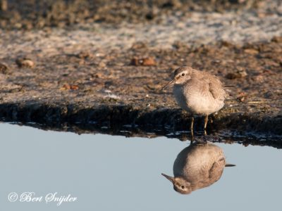 Red Knot Birding Portugal