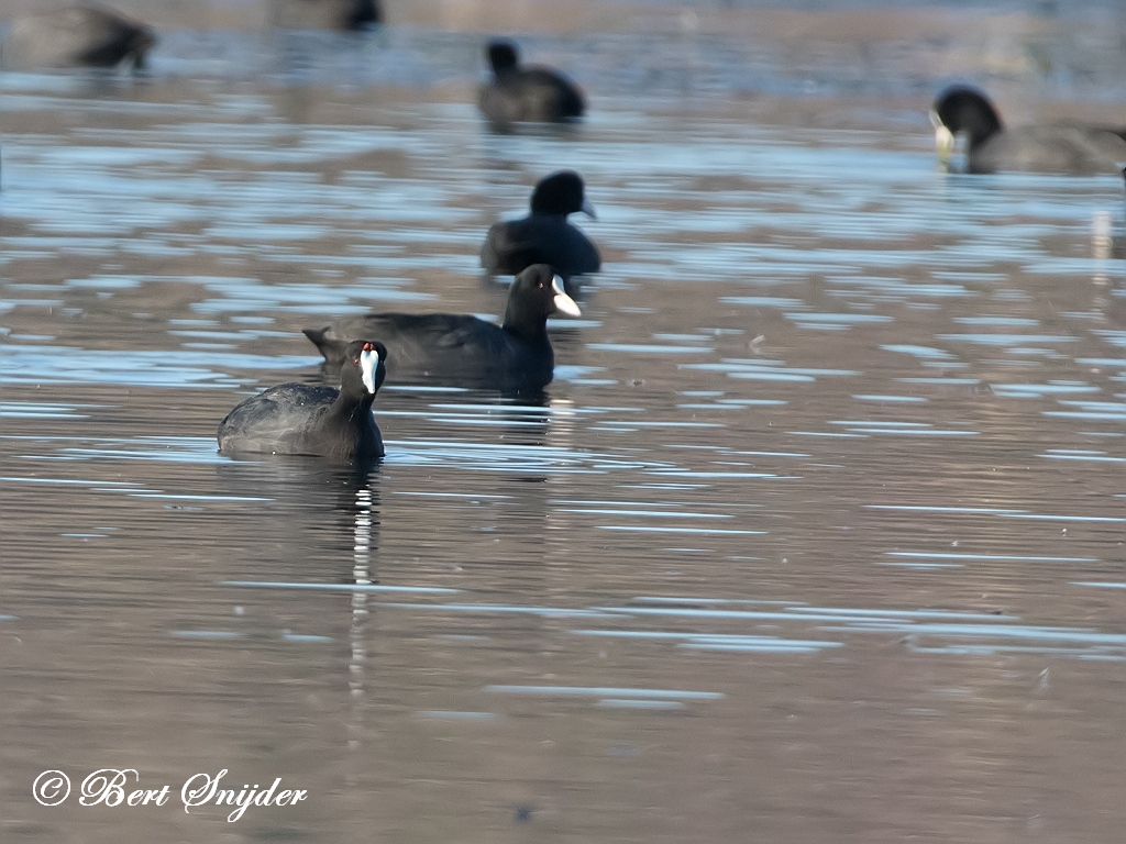 Red-knobbed Coot Birding Portugal