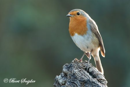 Robin Birding Portugal
