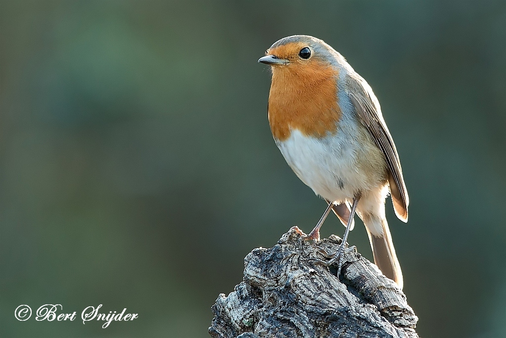 Robin Birding Portugal