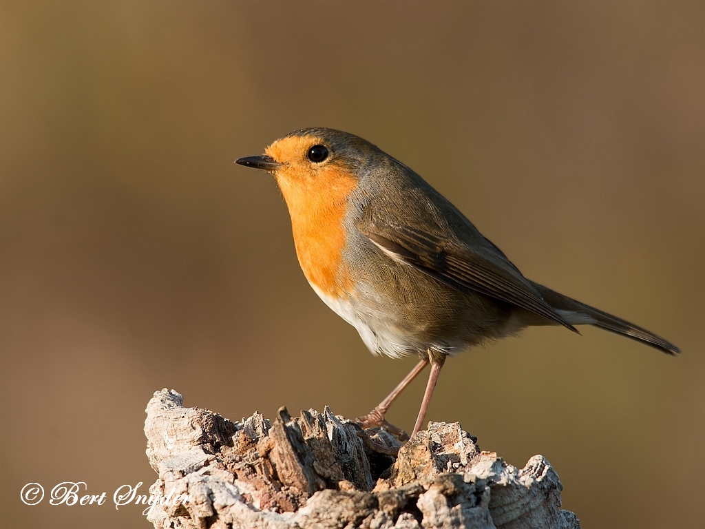 Robin Bird Hide BSP1 Portugal