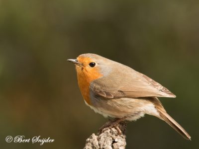 Robin Birding Portugal