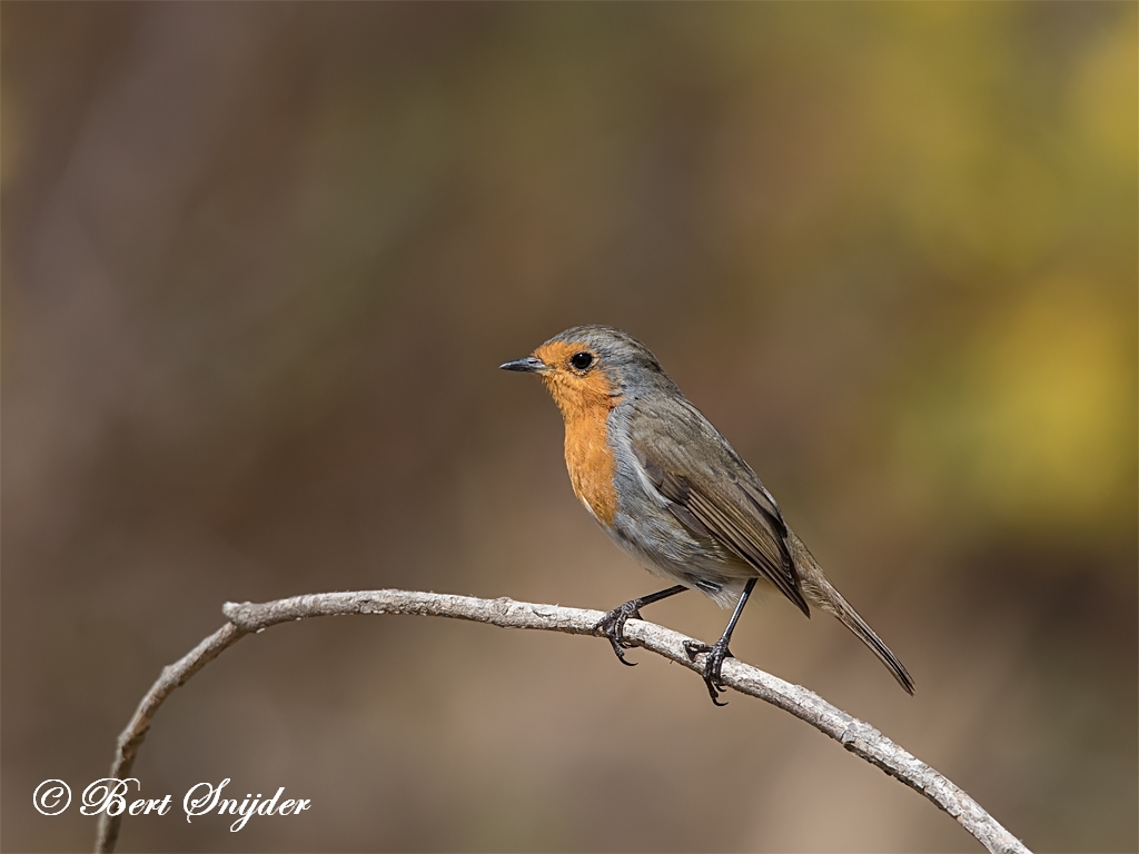 Robin Hide BSP1 Portugal