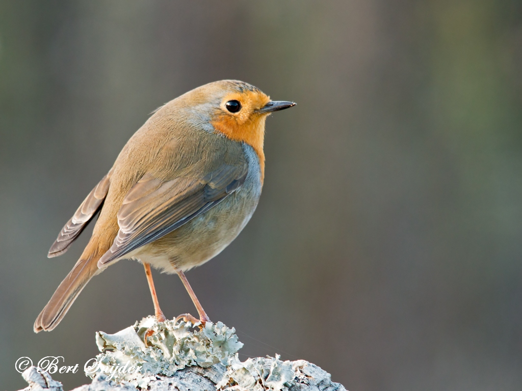 Robin Bird Hide BSP1 Portugal