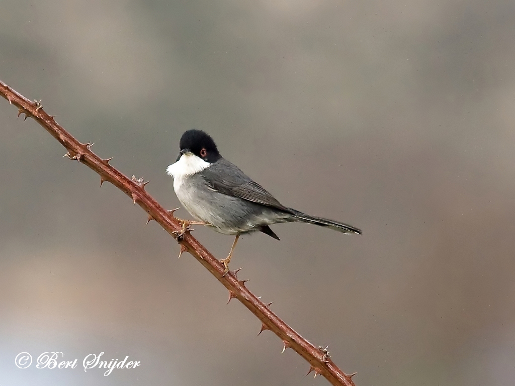 Sardinian Warbler