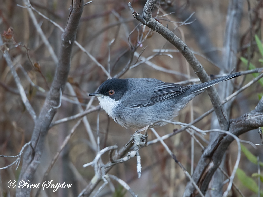 Sardinian Warbler