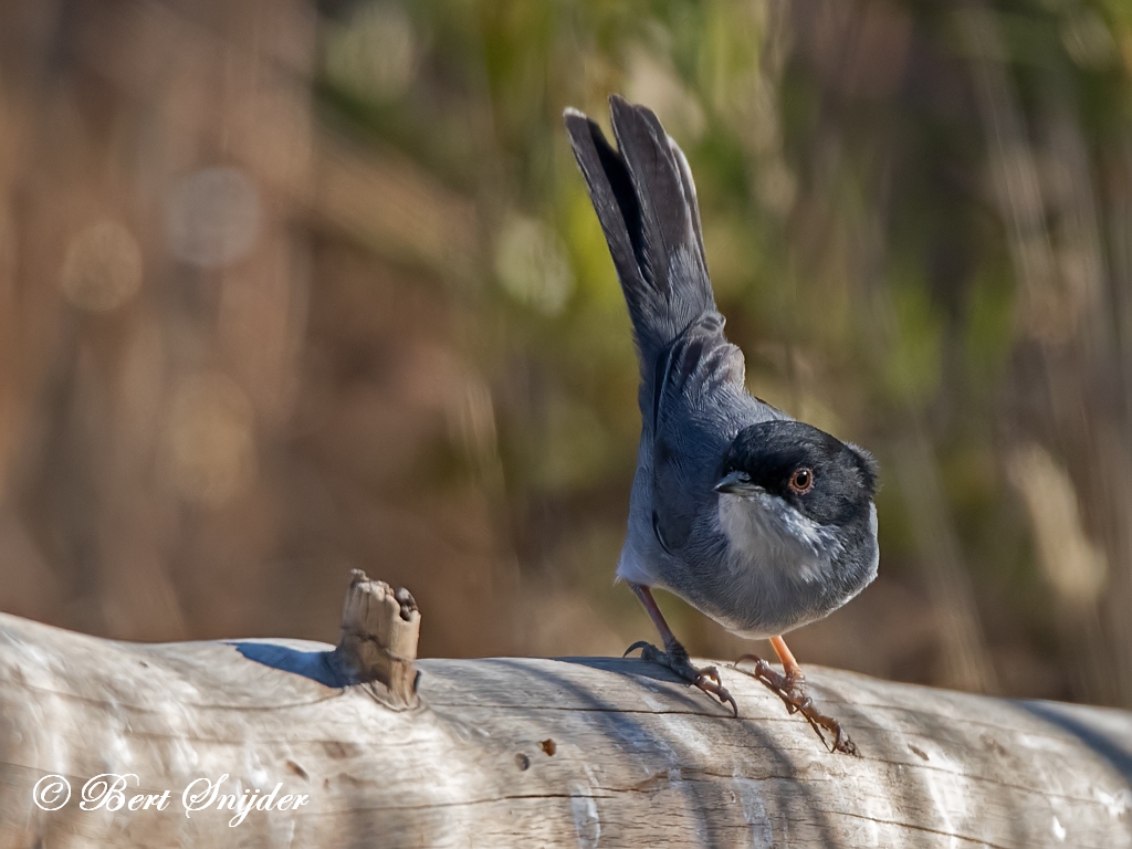 Sardinian Warbler Bird Hide BSP1 Portugal