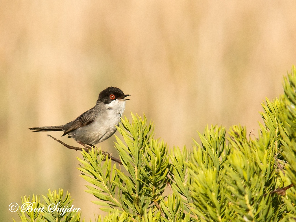 Sardinian Warbler Birding Portugal