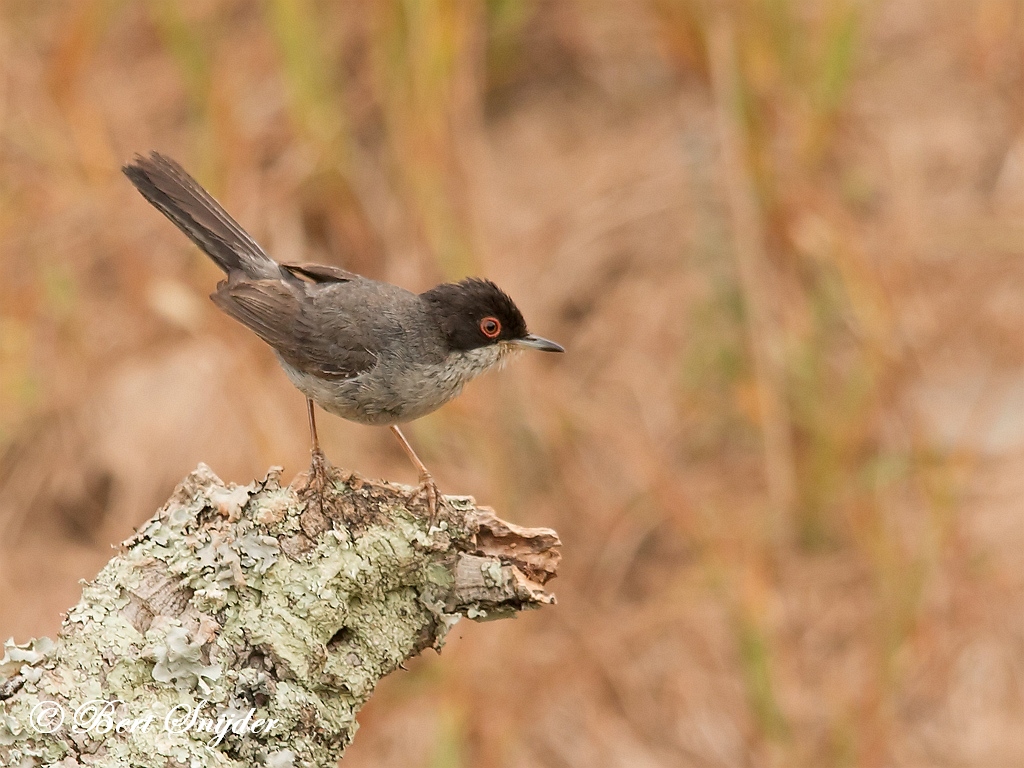 Sardinian Warbler