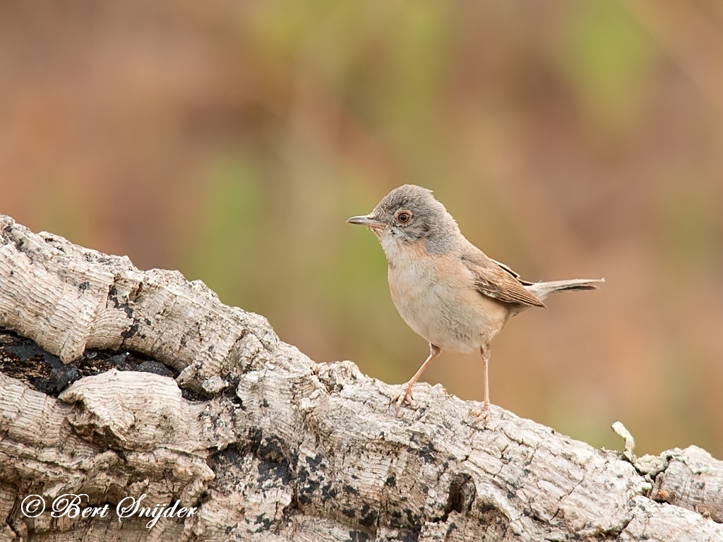 Sardinian Warbler