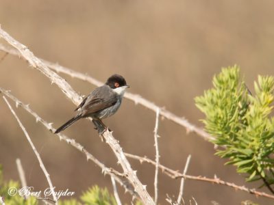 Sardinian Warbler Birding Portugal