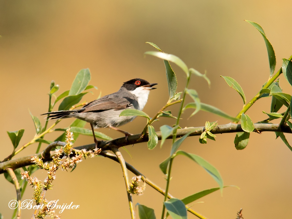 Sardinian Warbler