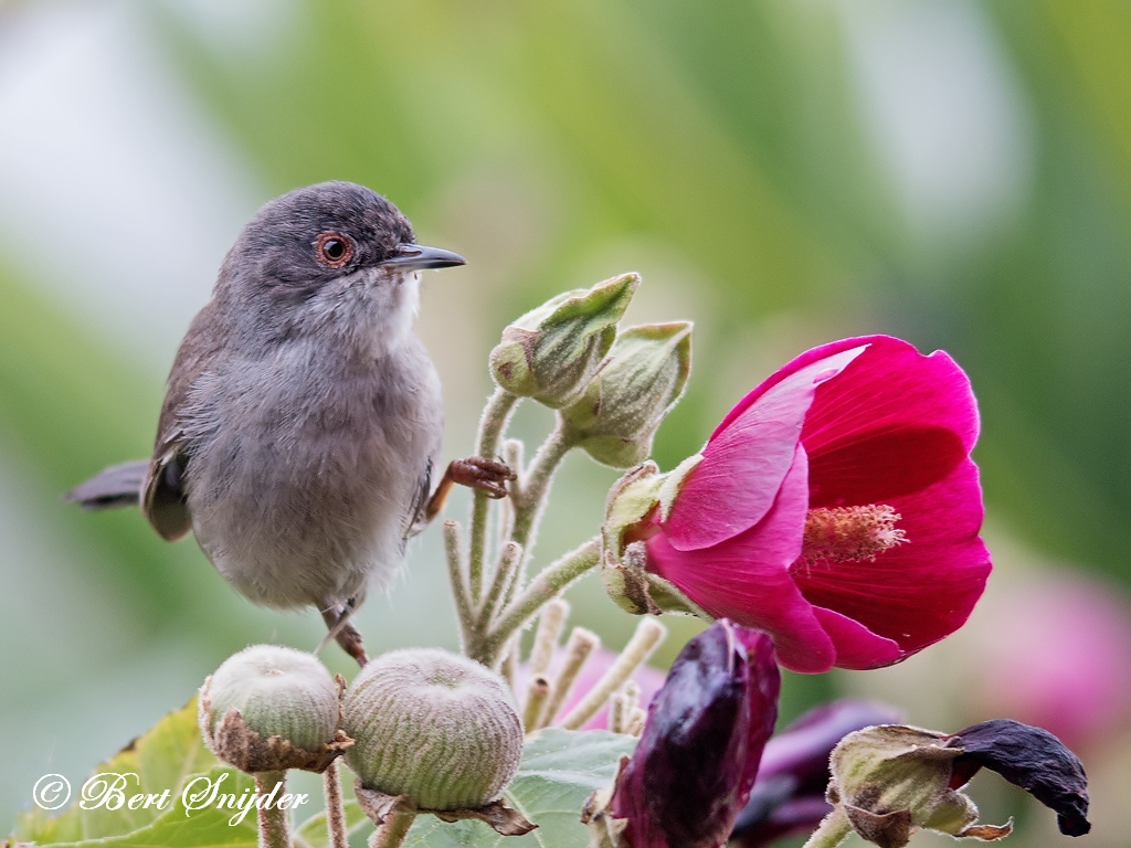 Sardinian Warbler