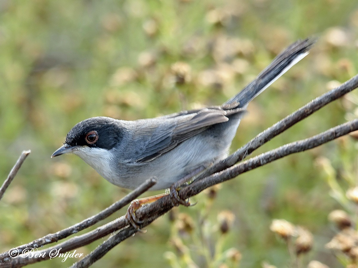 Sardinian Warbler