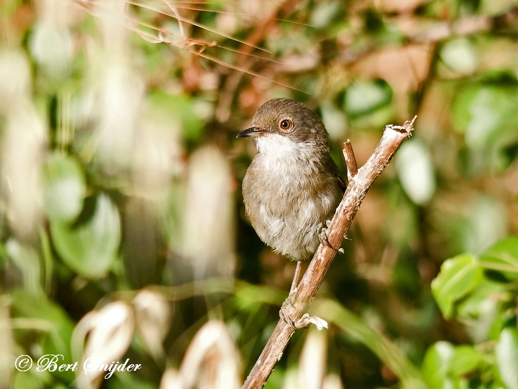 Sardinian Warbler