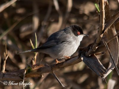 Sardinian Warbler Birding Portugal