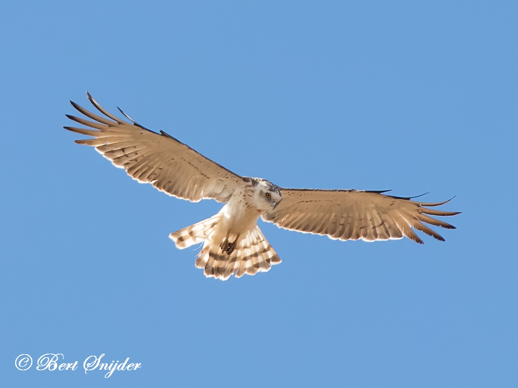 Short-toed Eagle Birding Portugal