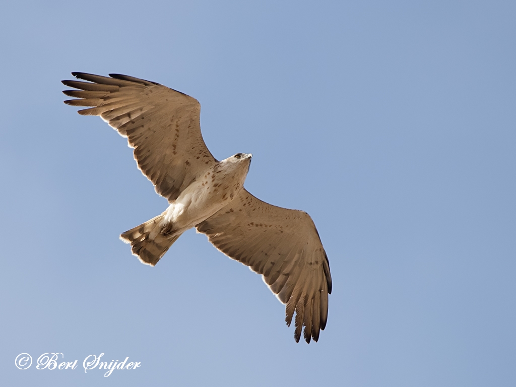 Short-toed Eagle Birding Portugal